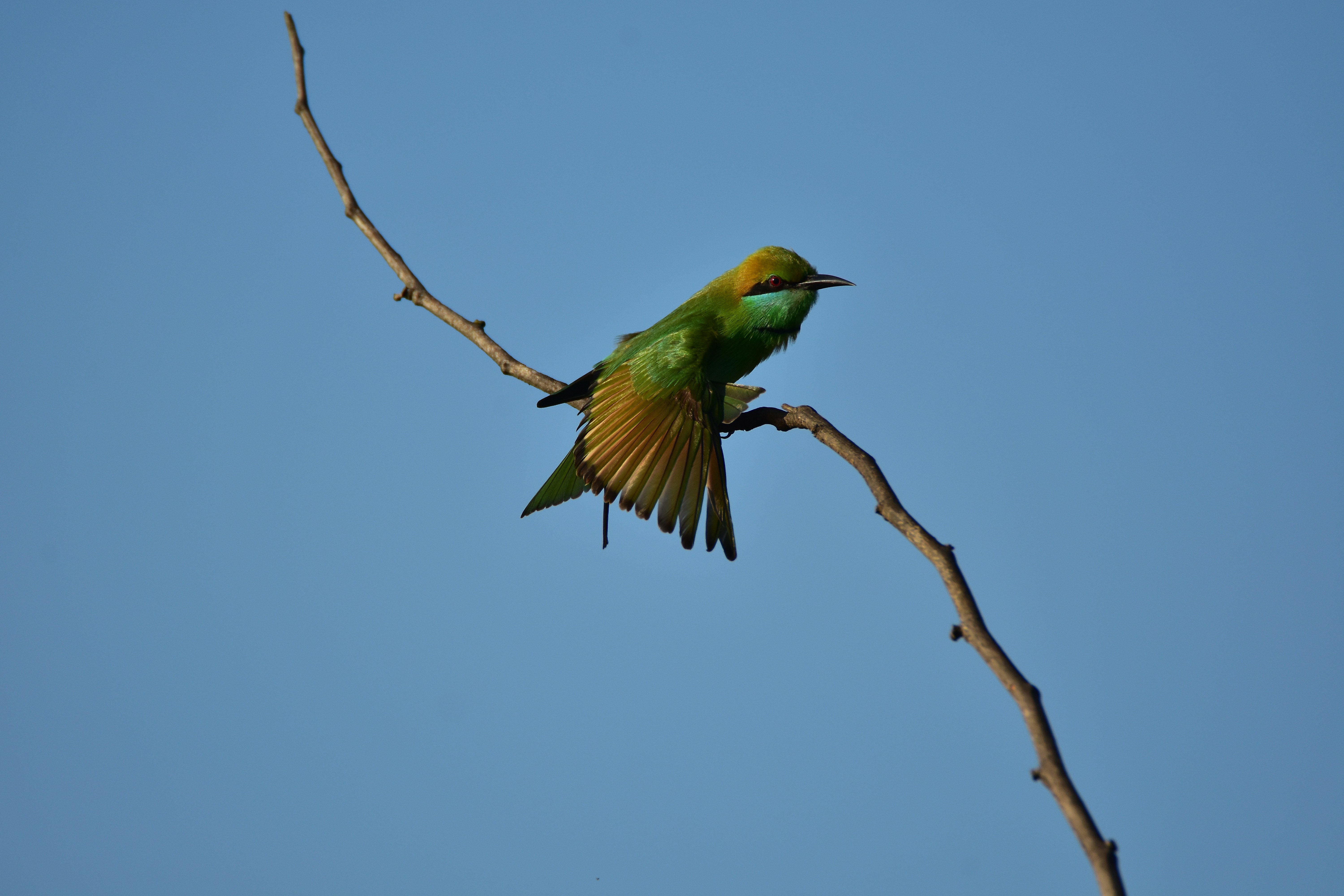 Photo by dulana_hansisi