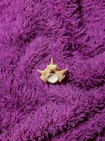 A lavender star-shaped squishy with sparkles and a soft cream background.
