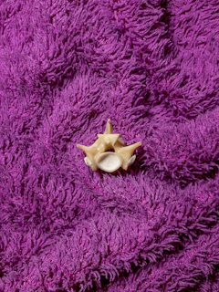 A lavender star-shaped squishy with sparkles and a soft cream background.