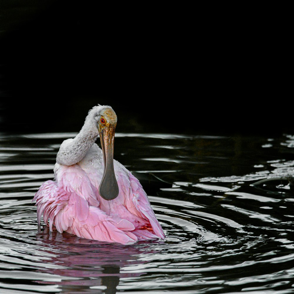 a pink and white bird floating on top of a body of water