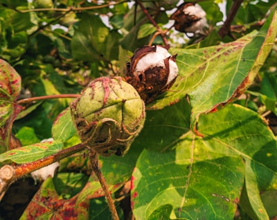 A close-up view of a cotton plant with a ripe cotton boll and green leaves. The cotton boll is partially open, revealing the fluffy white fibers inside. The leaves show a mix of green shades with some red tinges and have a textured surface.