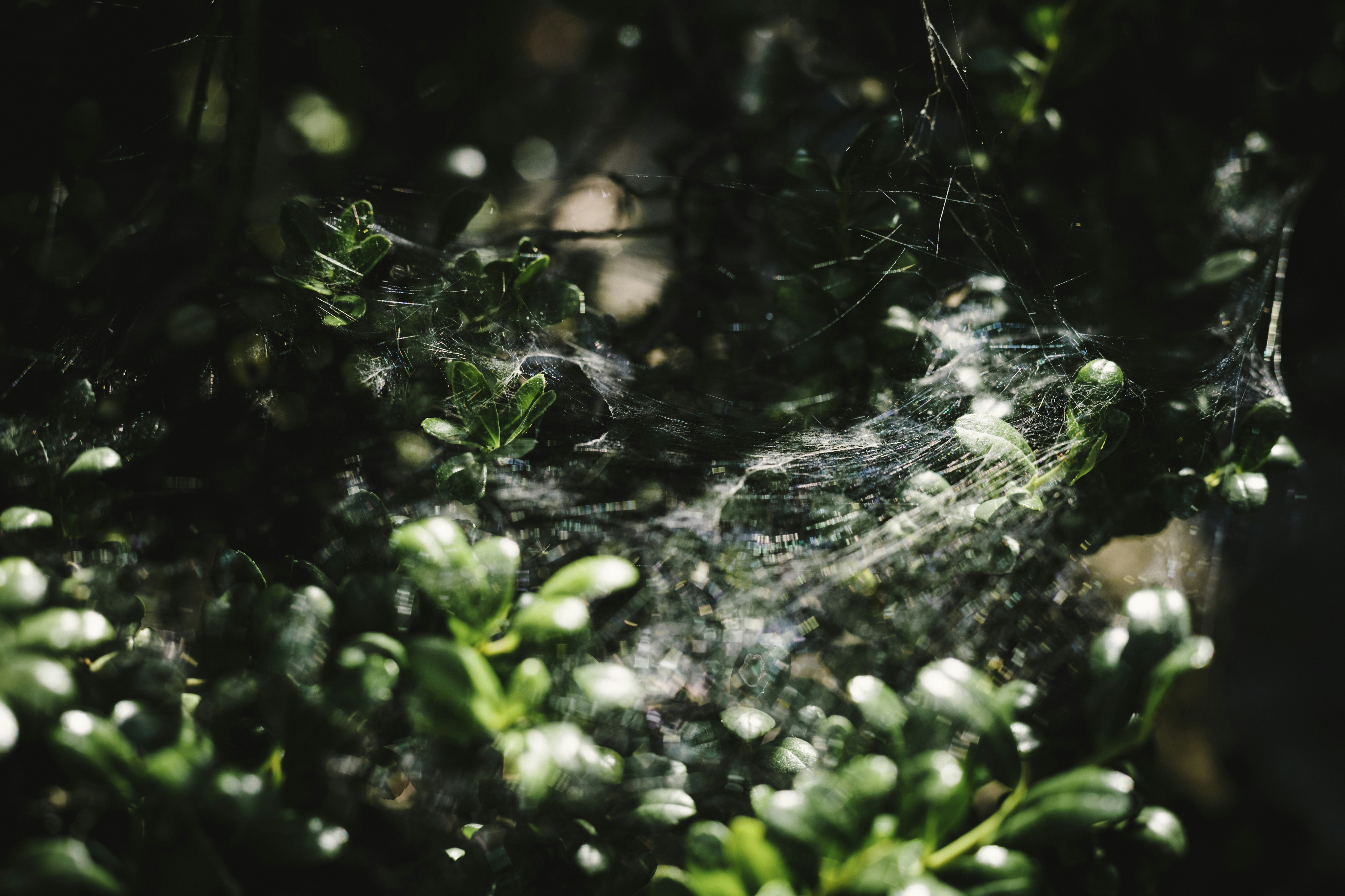 Photo by duongtrungthinh