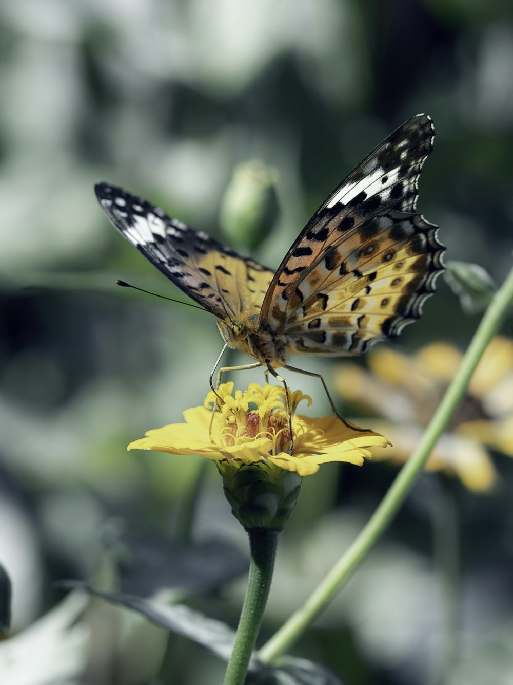 a close up of a butterfly on a flower