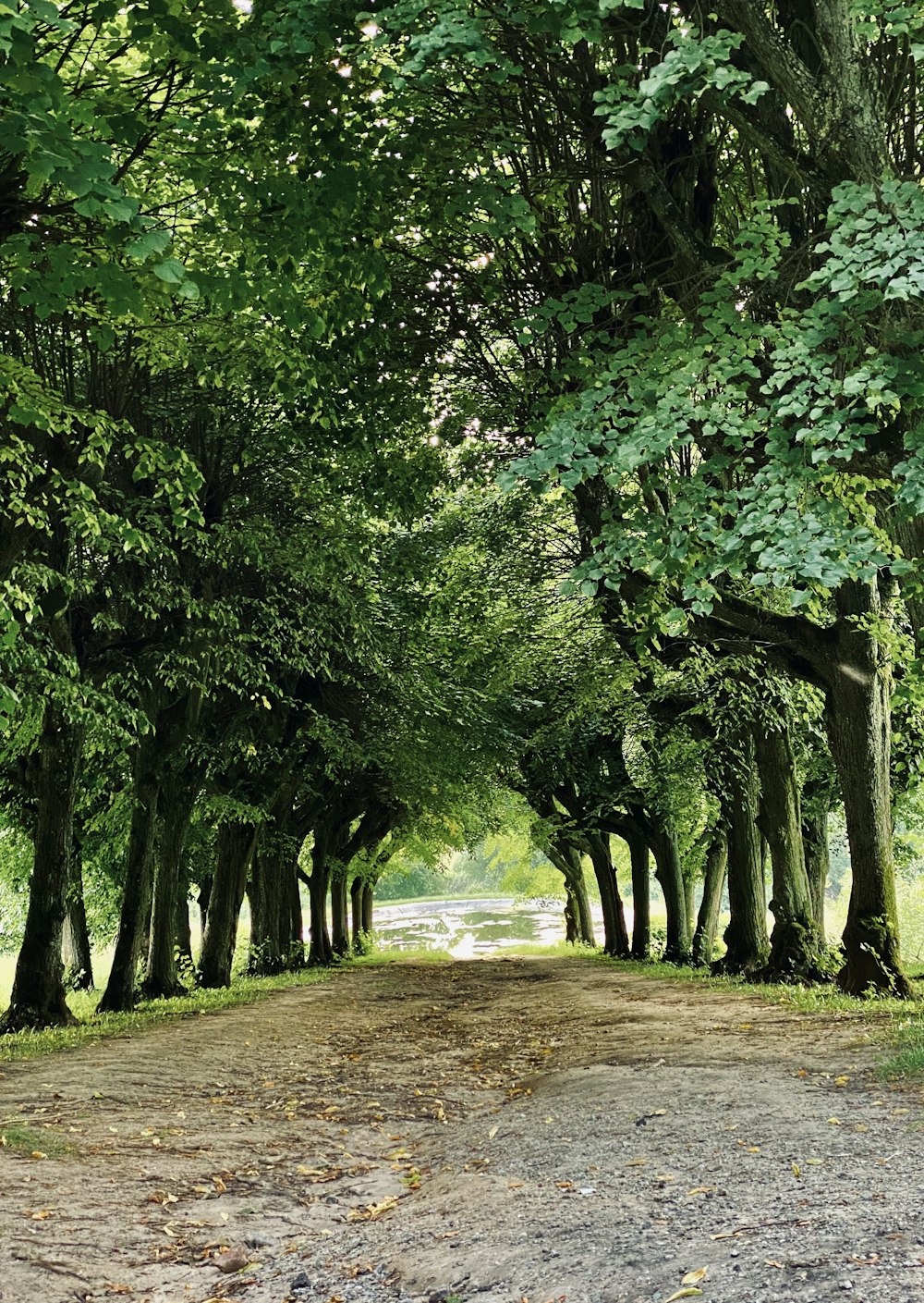 a dirt road surrounded by lots of trees