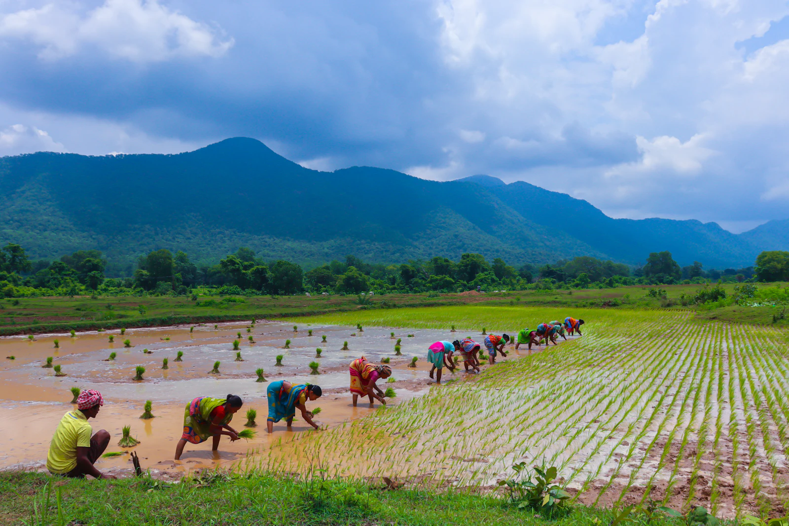 A long line of farm workers transplanting rice seedlings across a flooded field
