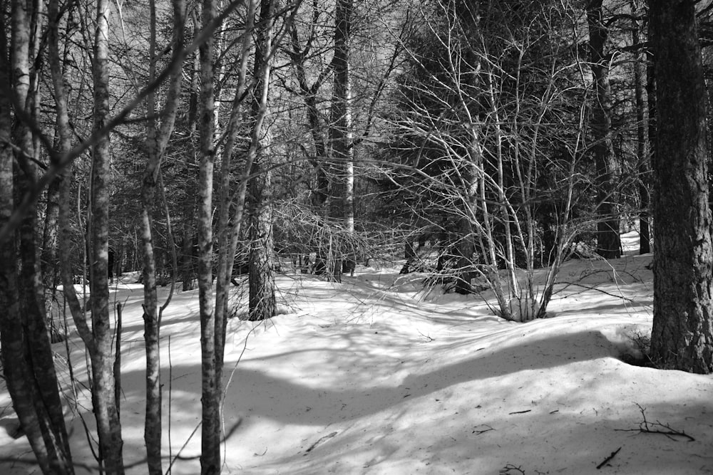 a black and white photo of a snow covered forest