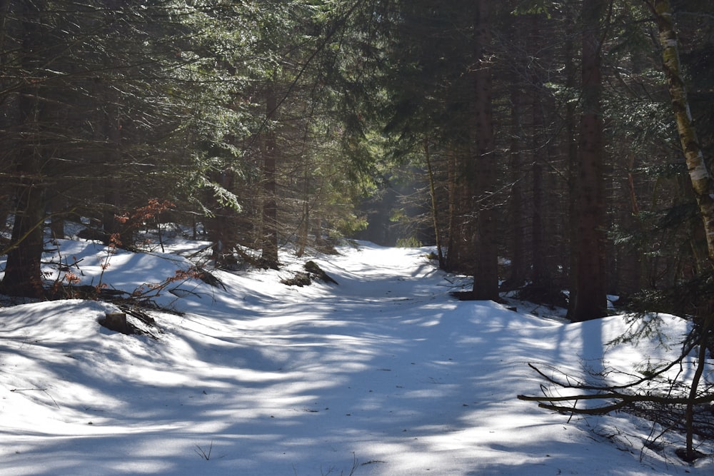 a snow covered path in the middle of a forest