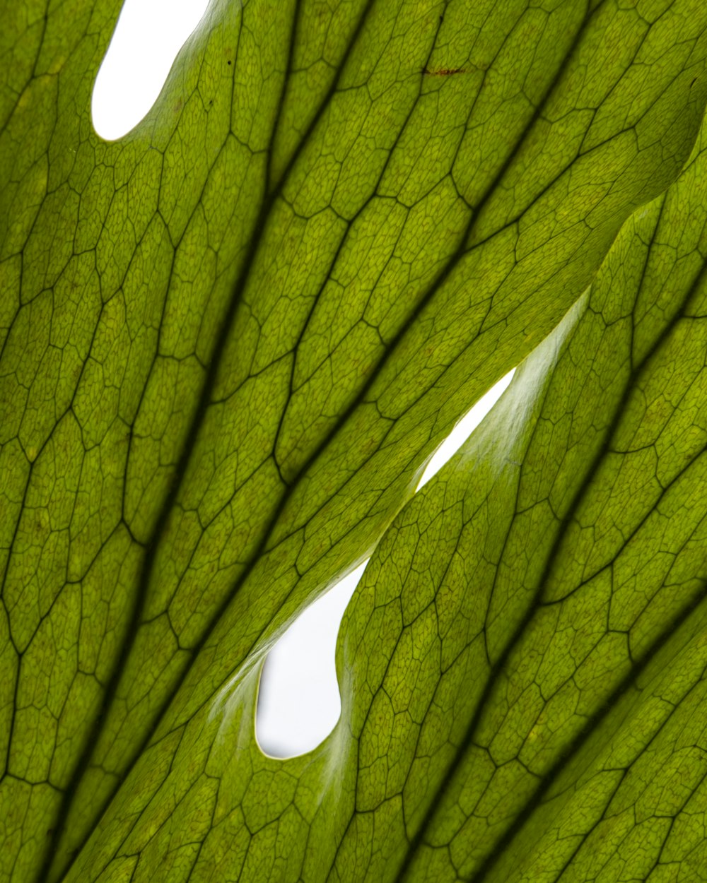 a close up of a green leaf with drops of water on it