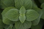 a close up of a green plant with leaves