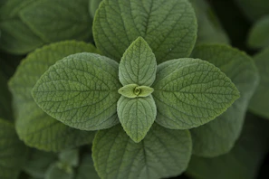 a close up of a green plant with leaves