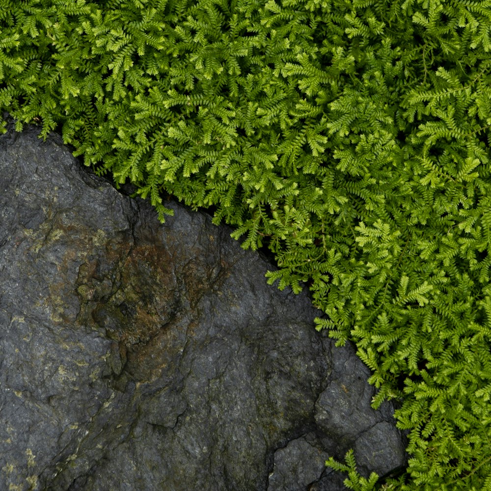 a close up of a rock with a plant growing out of it