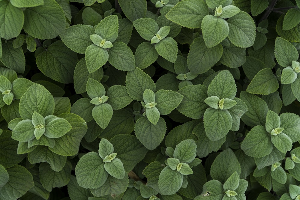 a close up of a bunch of green leaves