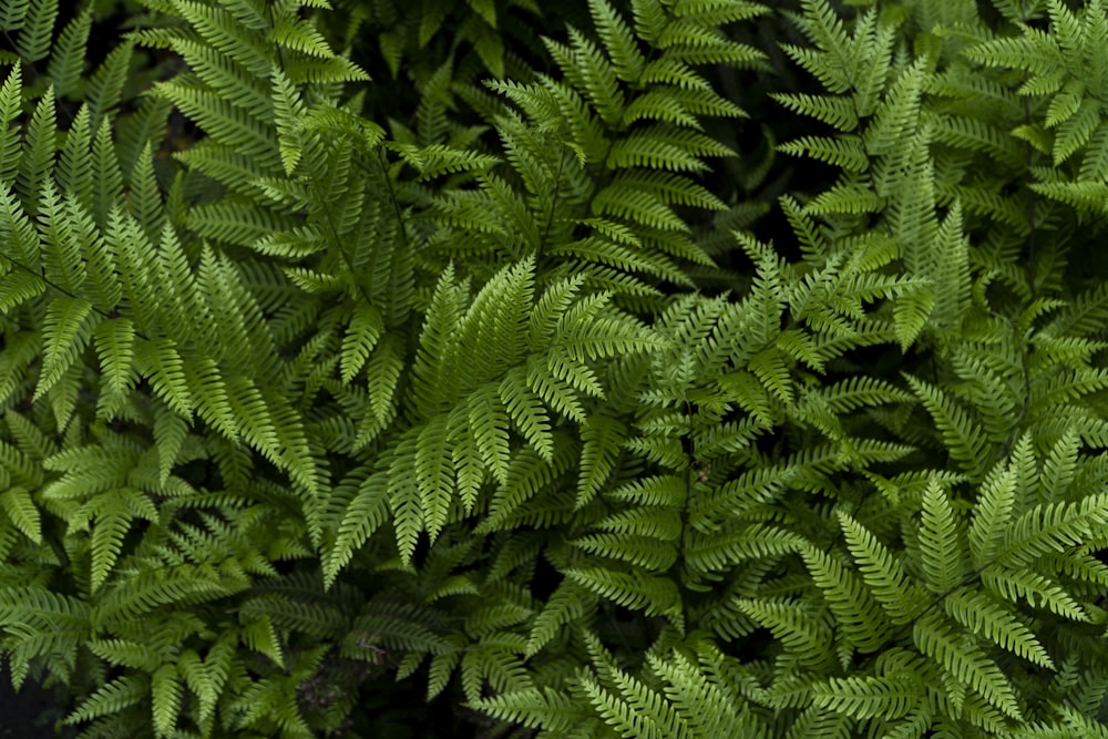 a close up of a plant with lots of green leaves