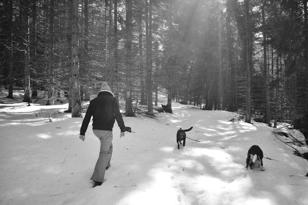 a person walking two dogs in the snow