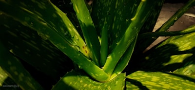 Vibrant green aloe vera plant with thick, fleshy leaves covered in a few scattered water droplets. Sunlight casts dark shadows on parts of the leaves, highlighting their texture and the natural patterns of the plant.