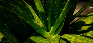A vibrant aloe vera plant with thick, juicy leaves dripping with fresh gel in natural sunlight.