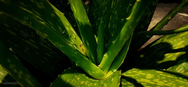 Vibrant green aloe vera plant with thick, fleshy leaves covered in a few scattered water droplets. Sunlight casts dark shadows on parts of the leaves, highlighting their texture and the natural patterns of the plant.