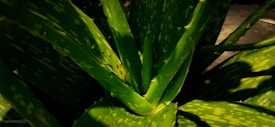 Vibrant green aloe vera plant with thick, fleshy leaves covered in a few scattered water droplets. Sunlight casts dark shadows on parts of the leaves, highlighting their texture and the natural patterns of the plant.