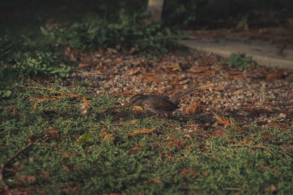 a small bird standing on top of a lush green field