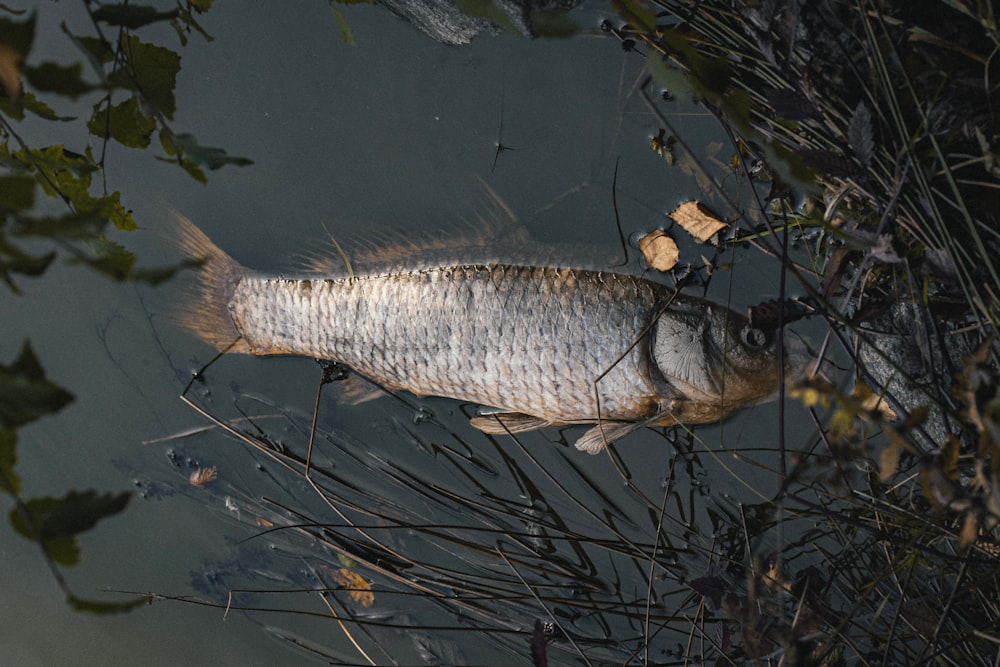 a dead fish floating on top of a body of water