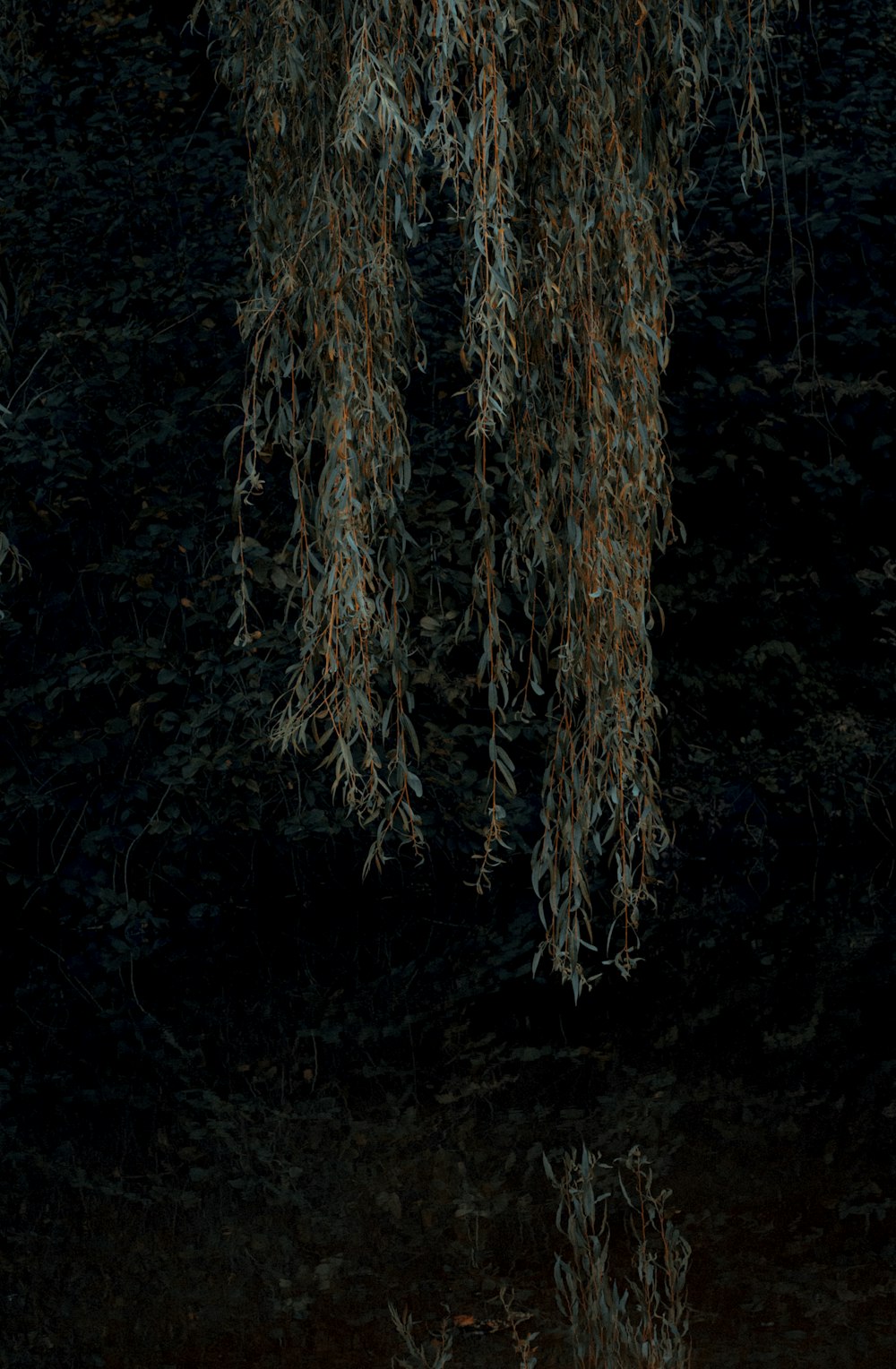 a bird is standing under a tree in the dark