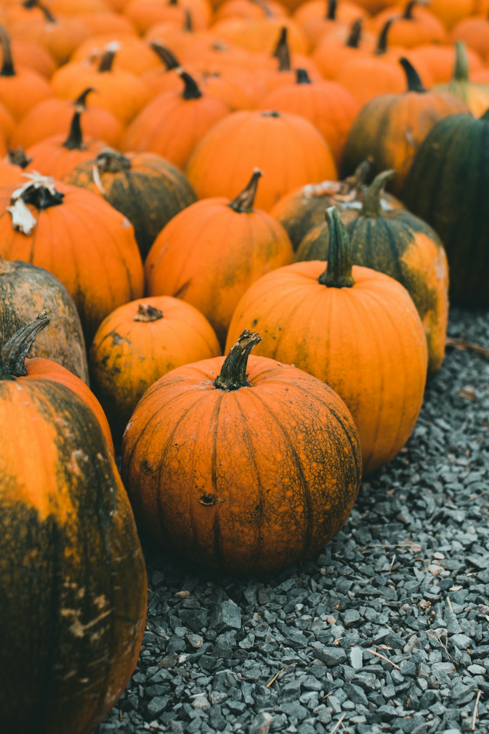 a bunch of pumpkins that are sitting on the ground