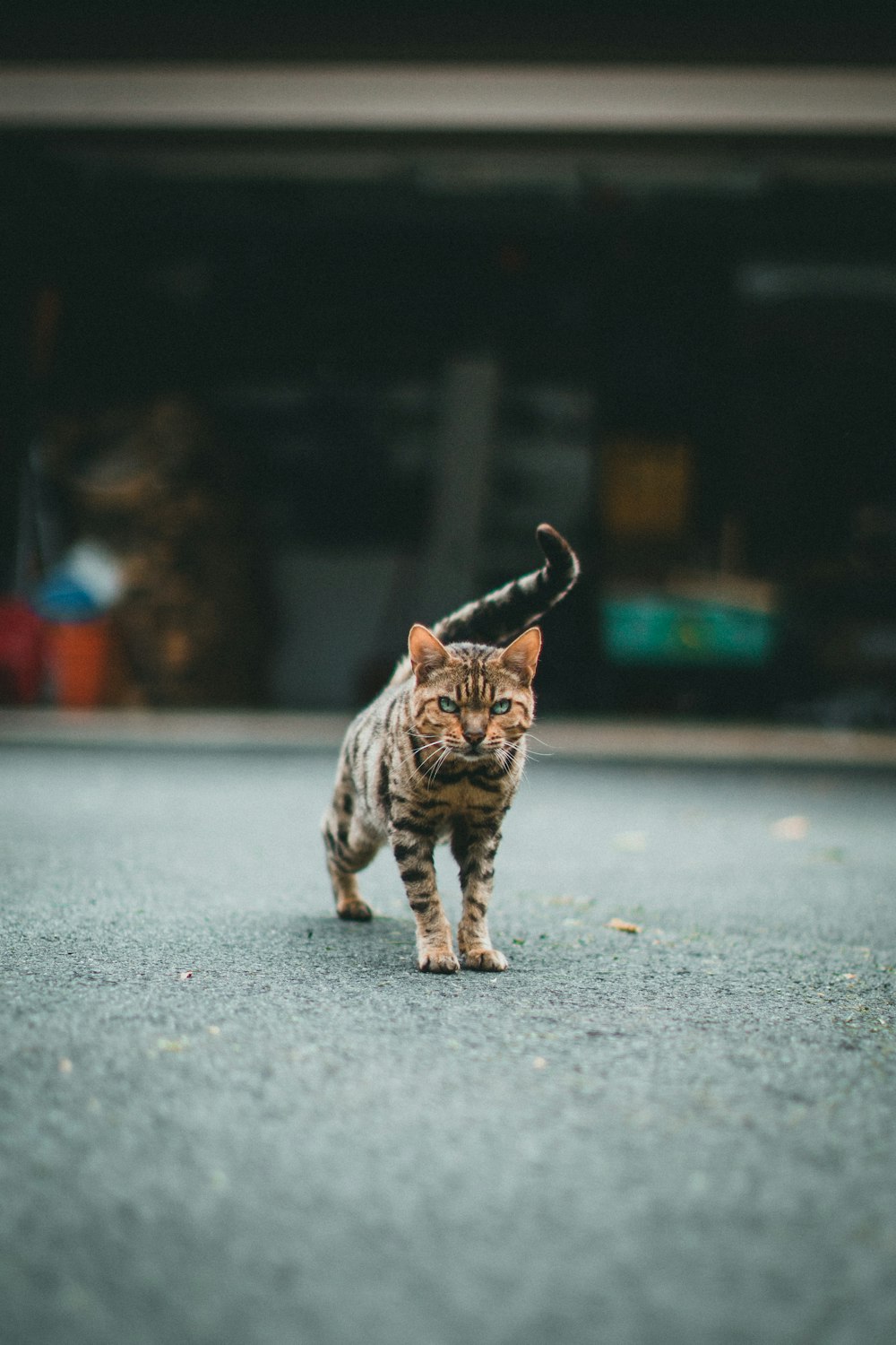 Un gatto che attraversa una strada vicino a un garage