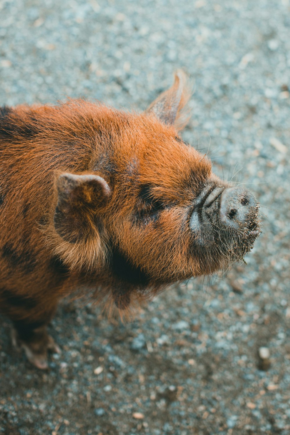 a small brown pig standing on top of a dirt field