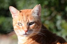 A close-up of an orange tabby cat with alert green eyes and distinct stripes. The sunlight highlights its fur, creating a warm glow around its face. The background is a soft focus of greenery, adding a natural and serene feel to the image.