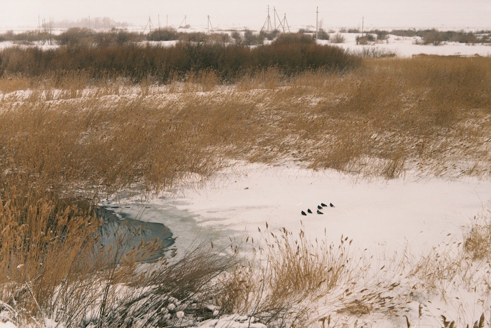 a group of birds sitting on top of a snow covered field