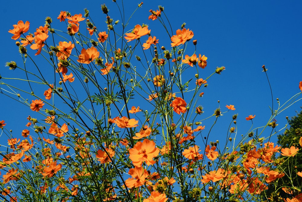 a bunch of orange flowers on a sunny day