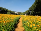 A wide shot of a solar farm stretching across a sunny landscape with yellow wildflowers.