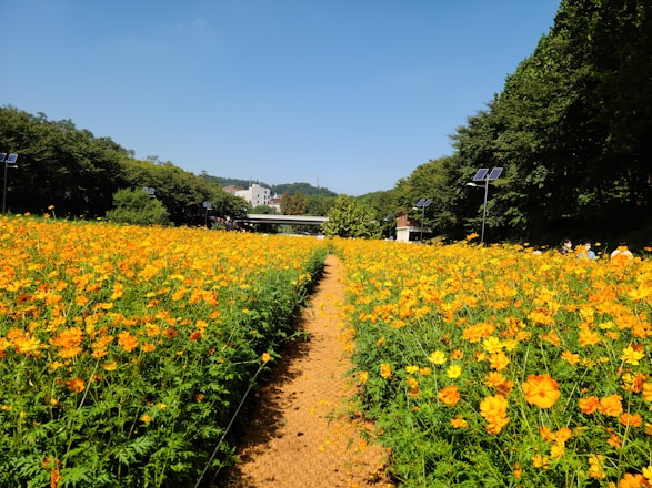 A vibrant display of solar panels and smart agrotech devices in a sunny field.