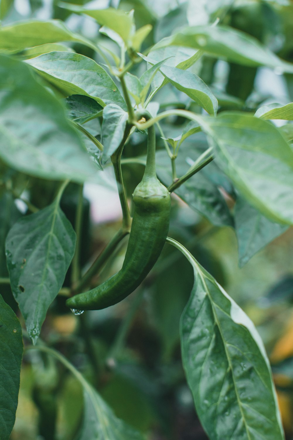 a close up of a green pepper plant