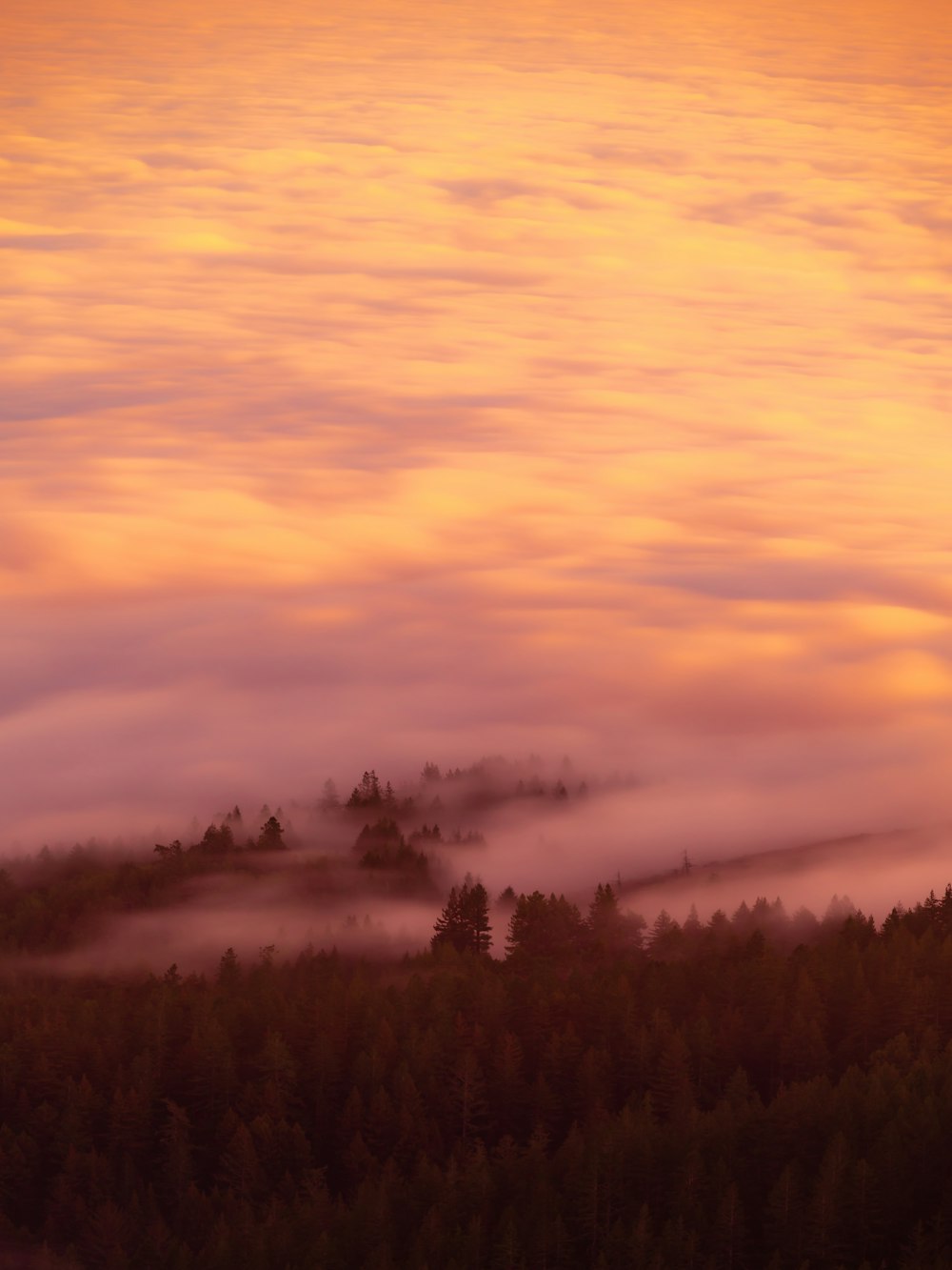 a mountain covered in clouds and trees under a pink sky