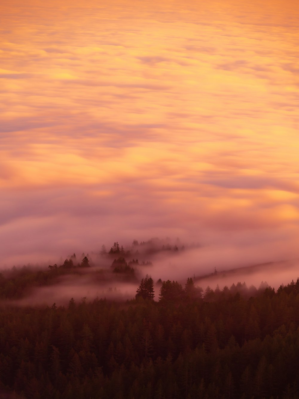 Une montagne couverte de nuages et d’arbres sous un ciel rose