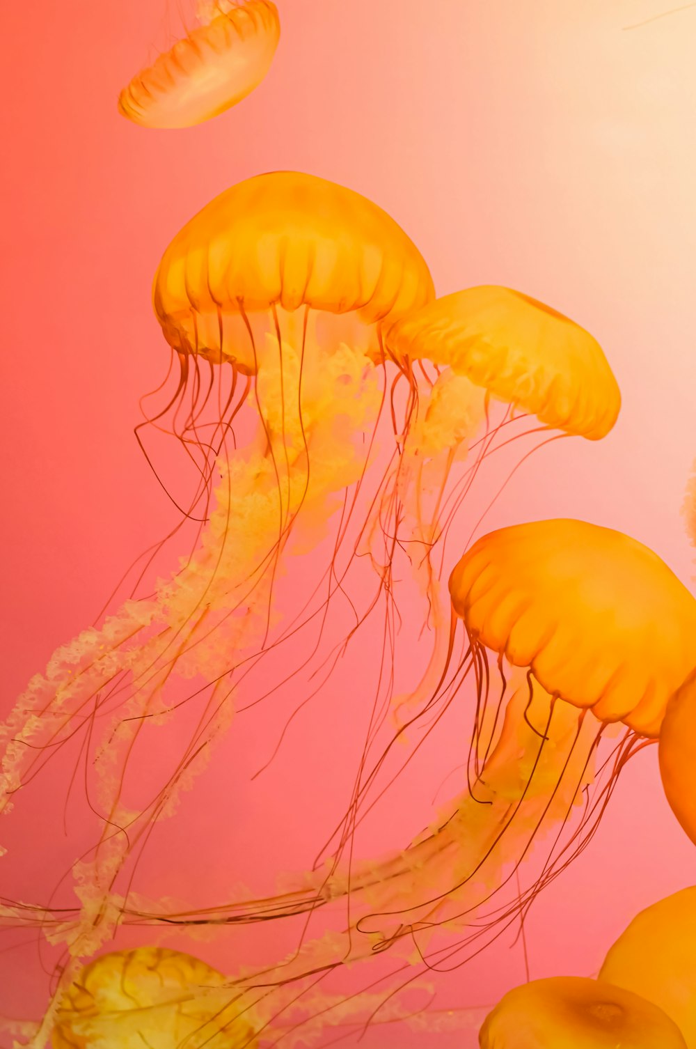 a group of jellyfish floating in the water