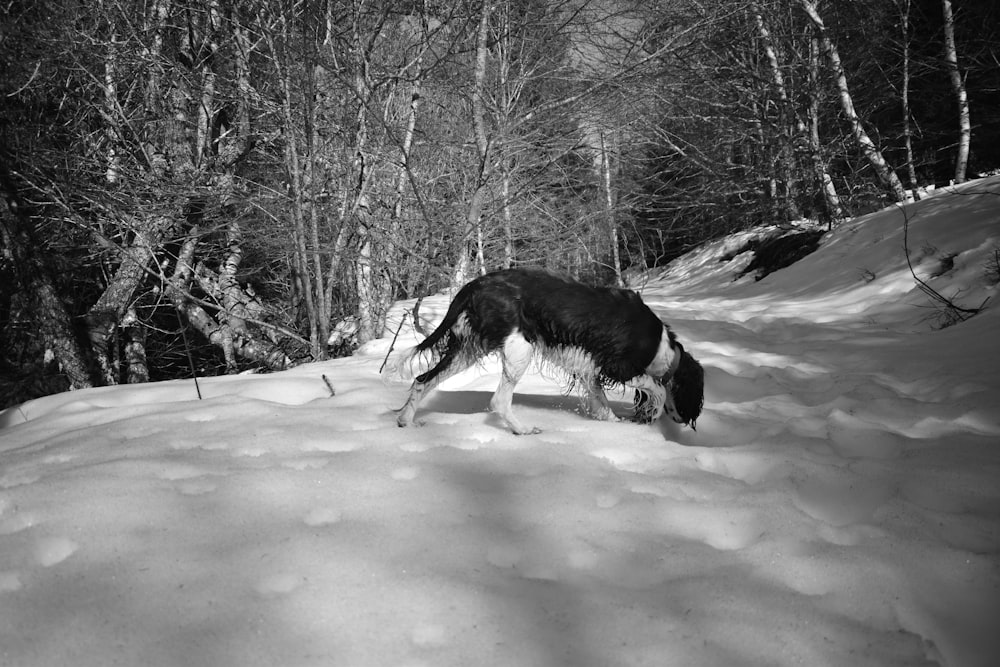 a black and white photo of a dog in the snow