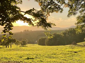 a grassy field with trees and mountains in the background