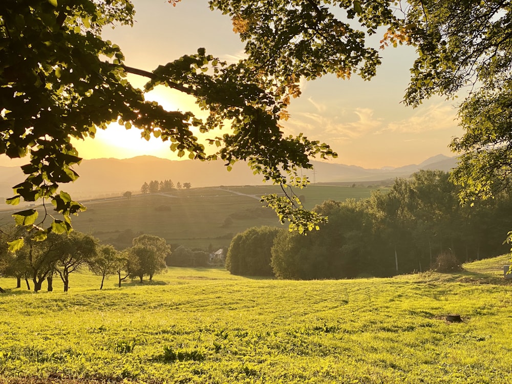 a grassy field with trees and mountains in the background