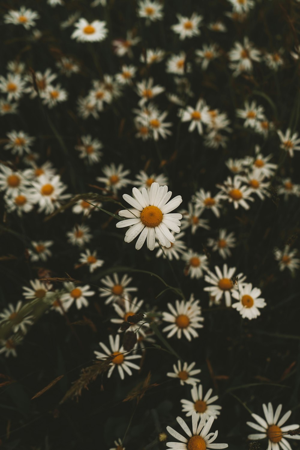 a field of white daisies with yellow centers