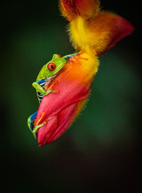 macro photography,how to photograph red eyed frog with colorful flower and dark green background; a close up of a frog