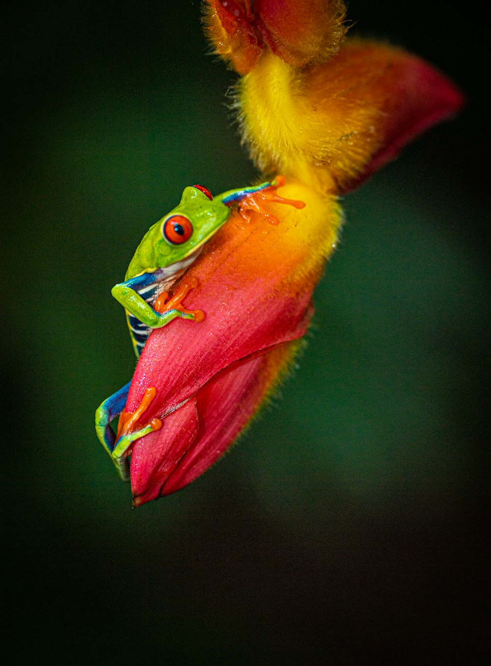 a close up of a frog