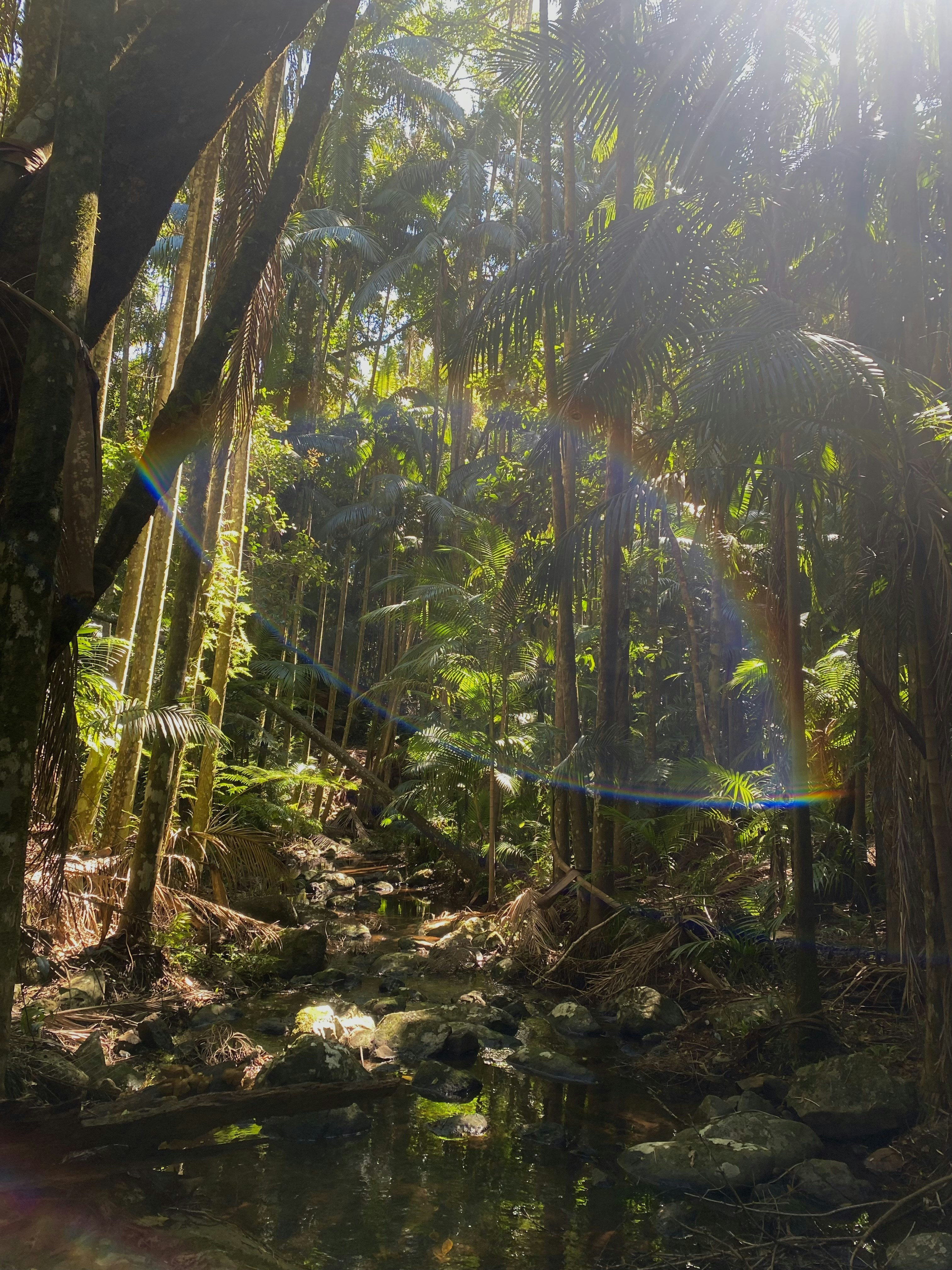 Paisagem Amazônica Viva