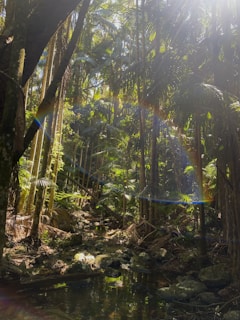 A dense rainforest with tall trees and abundant green foliage, sunlight streaming through the canopy creating a gentle lens flare and illuminating a small rocky creek below. The scene is serene and untouched, showcasing the lush vegetation and natural beauty.
