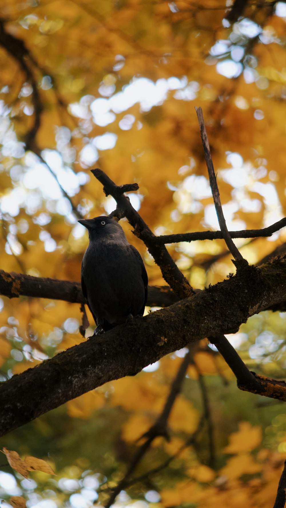 a black bird sitting on a branch of a tree