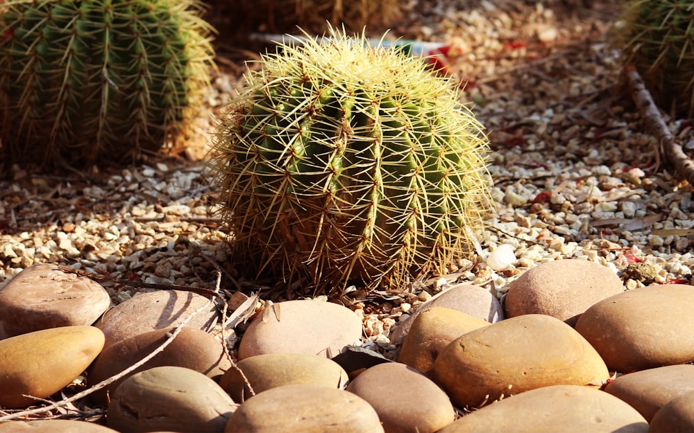 Un cactus en medio de unas rocas