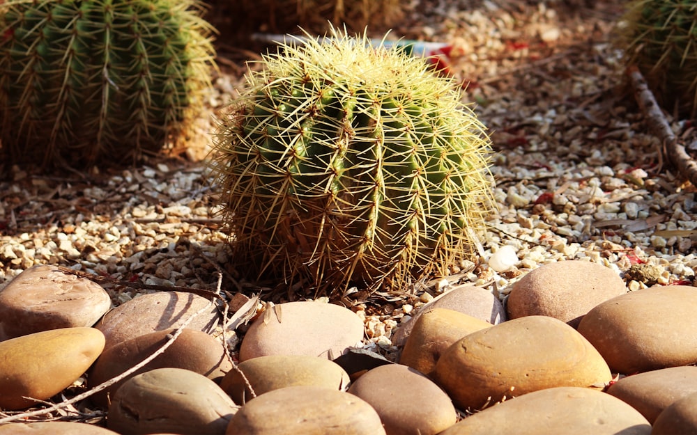 a cactus in the middle of some rocks