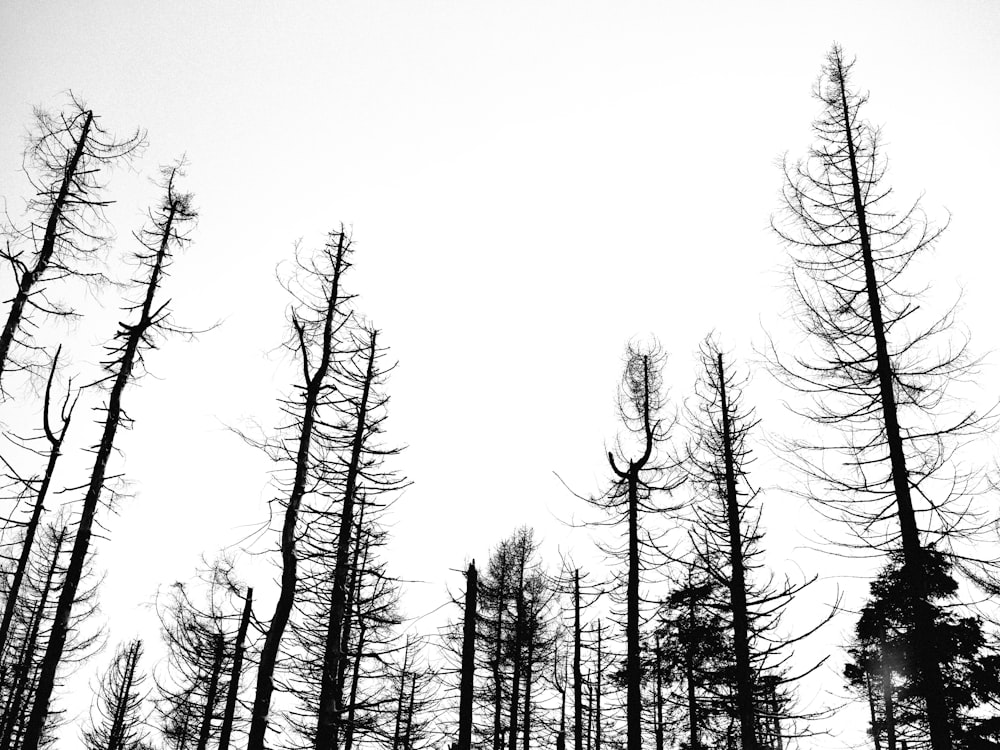 a black and white photo of trees with no leaves