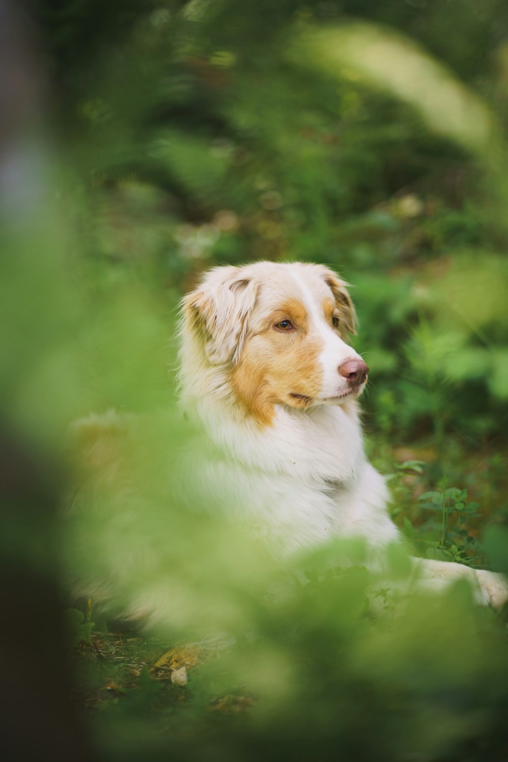 a brown and white dog sitting in the grass